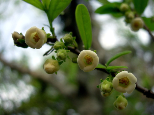 Diospyros texana
