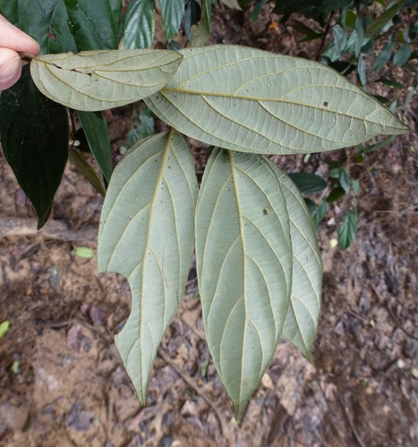 Diospyros thomasii — photo