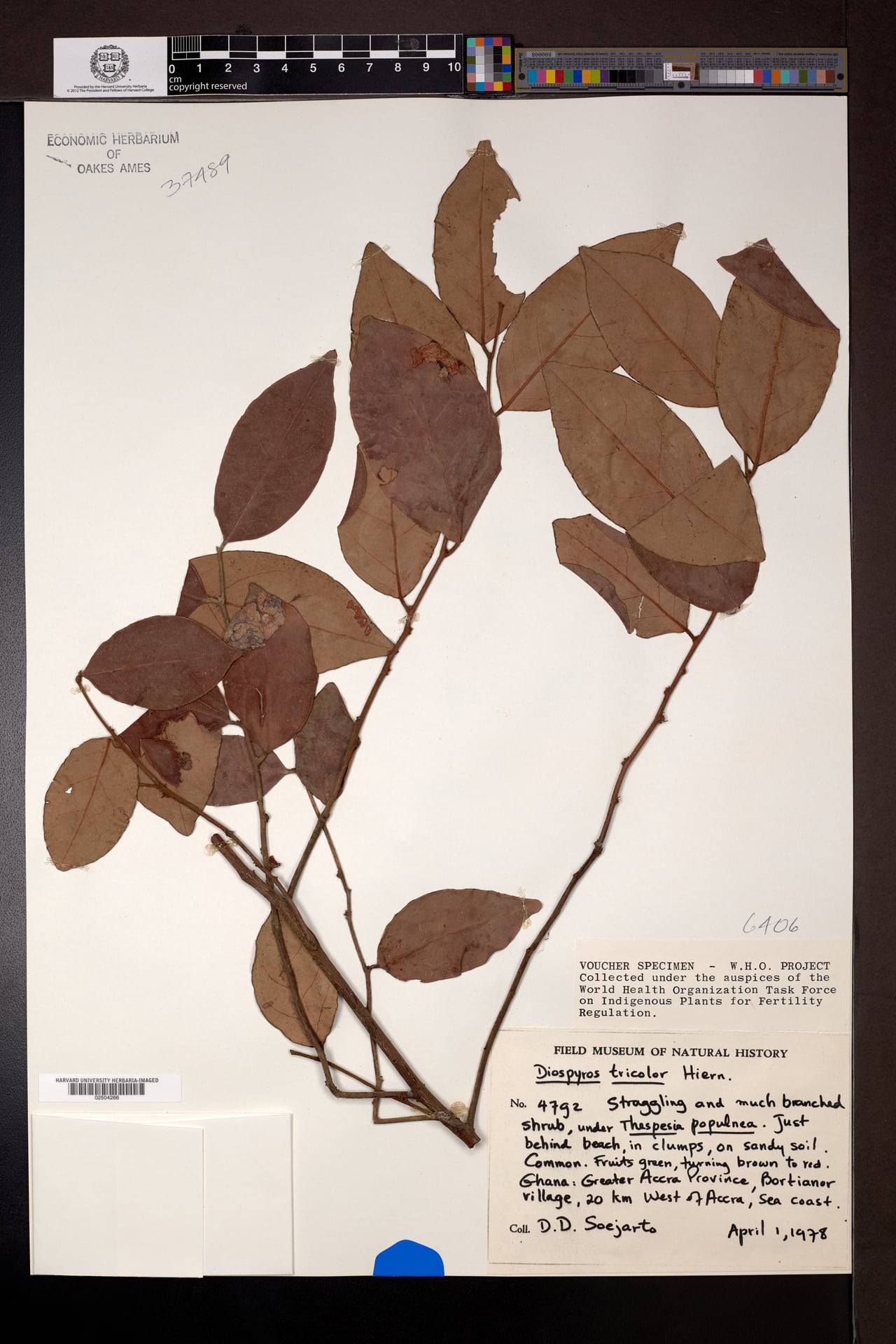 Diospyros tricolor — photo