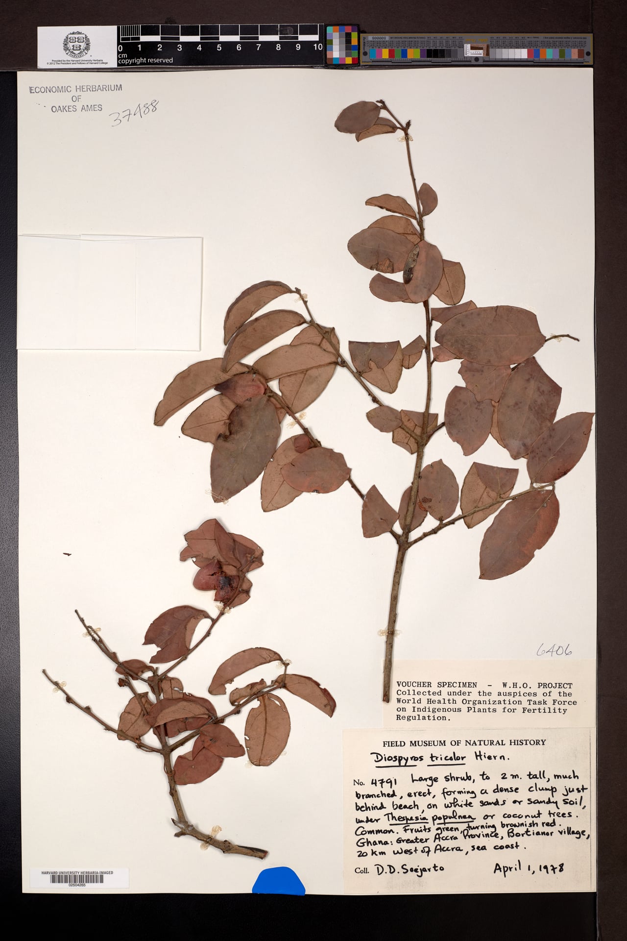 Diospyros tricolor — photo