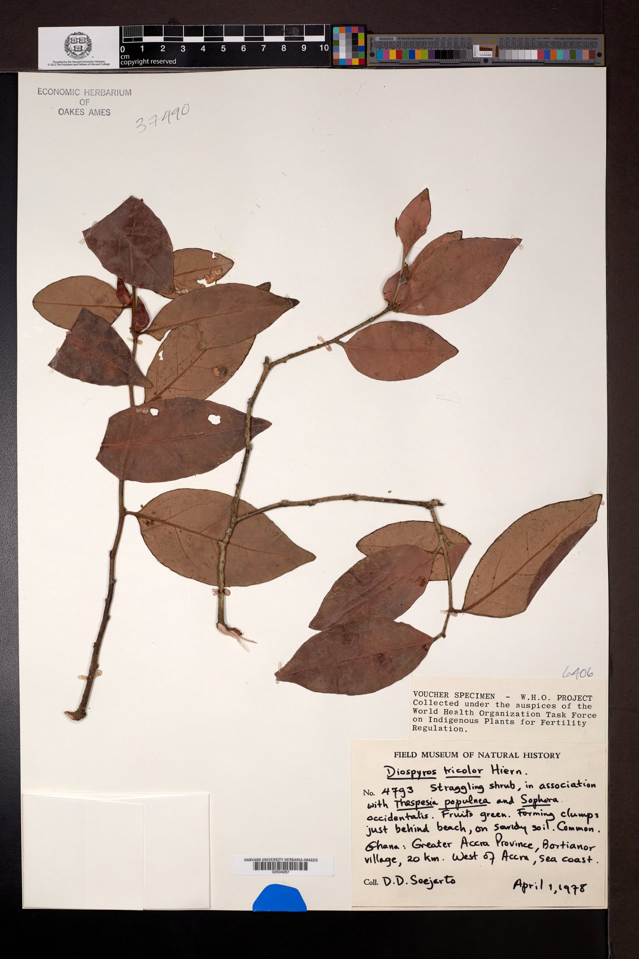 Diospyros tricolor