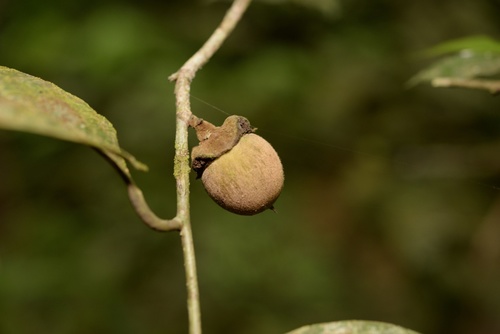 Diospyros undulata — photo