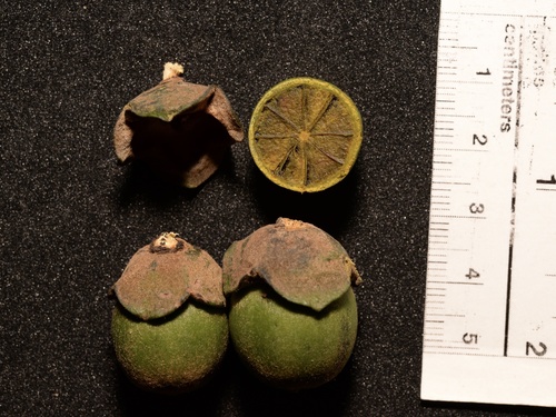 Diospyros undulata — photo