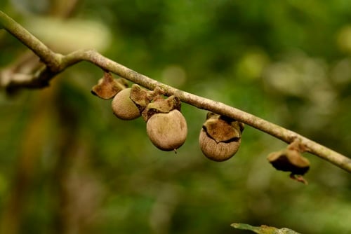 Diospyros undulata