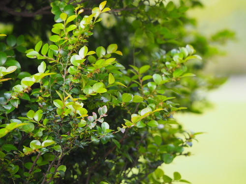 Diospyros vaccinioides (Small persimmon) — photo