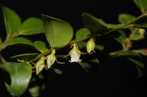 Diospyros vaccinioides (Small persimmon) — photo