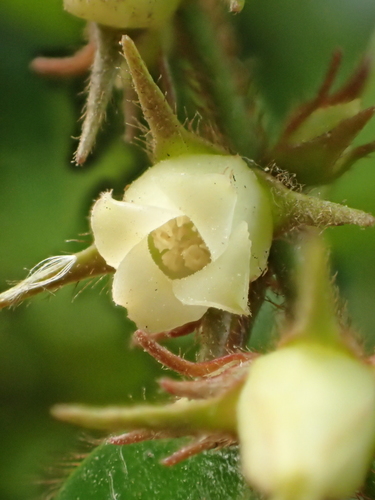Diospyros vaccinioides