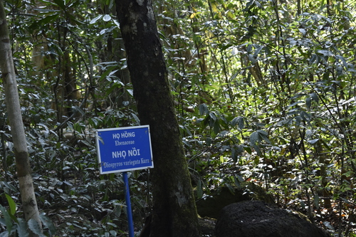 Diospyros variegata — photo
