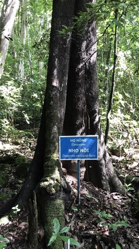 Diospyros variegata