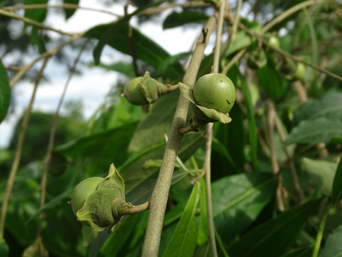 Diospyros vera (Bristlefruit diospyros) — photo