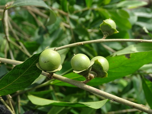 Diospyros vera (Bristlefruit diospyros) — photo