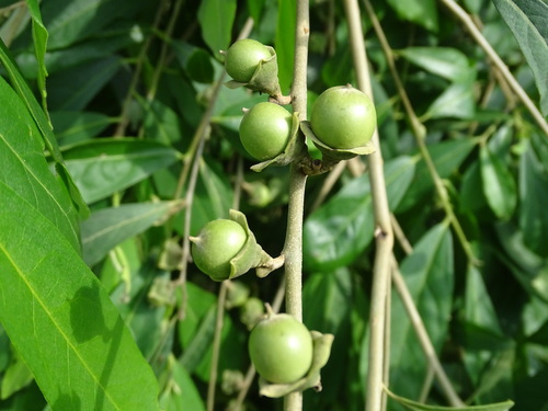 Diospyros vera