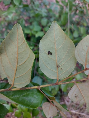 Diospyros verrucosa — photo