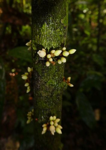 Diospyros vignei — photo