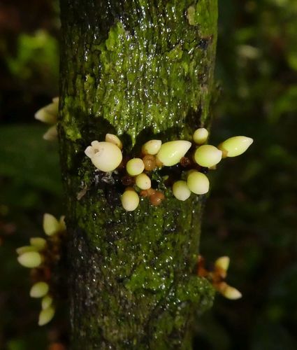 Diospyros vignei