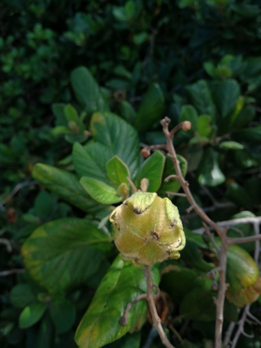 Diospyros villosa — photo