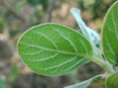 Diospyros villosa — photo