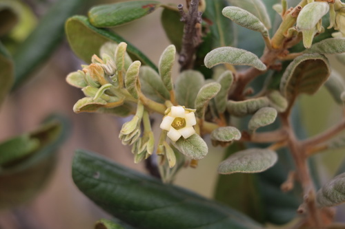 Diospyros villosa