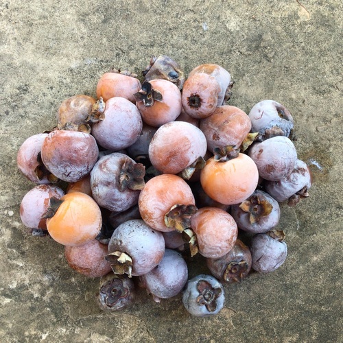 Diospyros virginiana (American persimmon) — photo