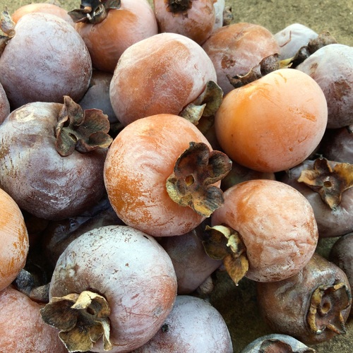 Diospyros virginiana (American persimmon) — photo
