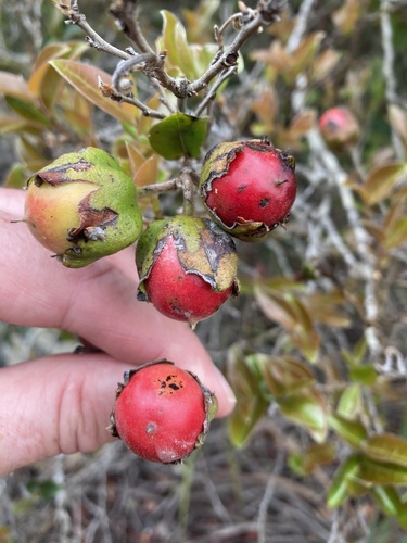 Diospyros whyteana (Bladder nut) — photo