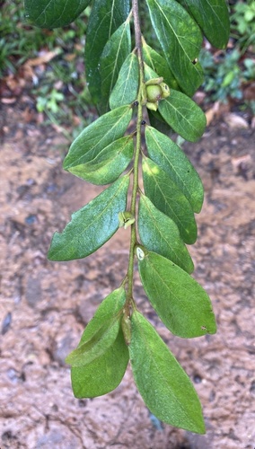 Diospyros yucatanensis — photo