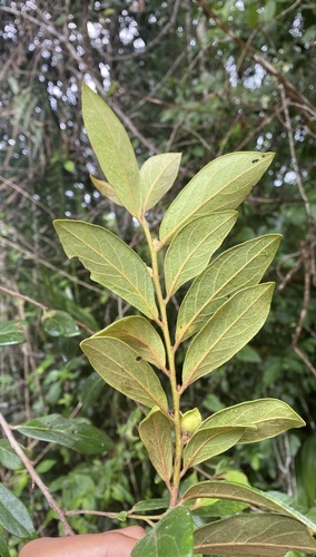 Diospyros yucatanensis — photo