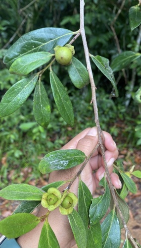 Diospyros yucatanensis