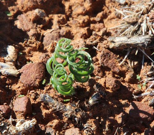 Dipcadi ciliare (Wild onion) — photo