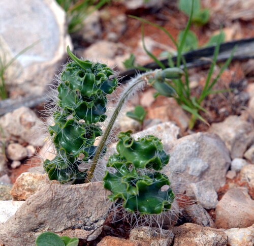 Dipcadi ciliare (Wild onion) — photo