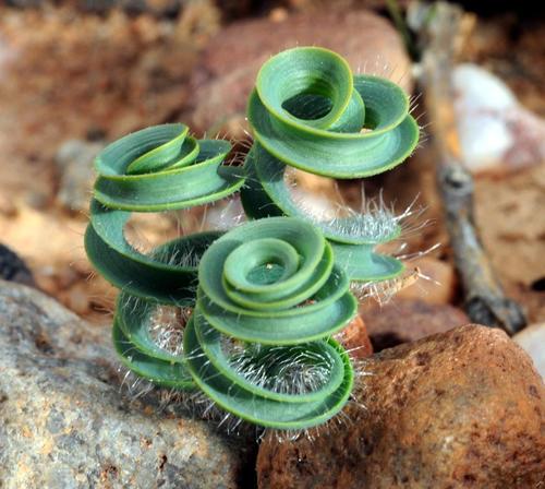 Dipcadi crispum — photo