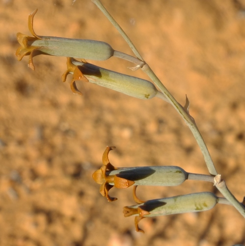 Dipcadi crispum — photo