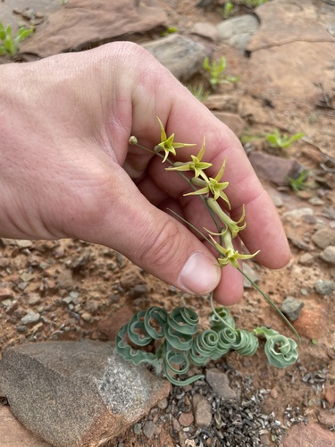 Dipcadi crispum