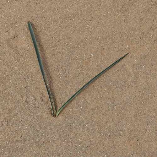 Dipcadi erythraeum (Brown bell) — photo