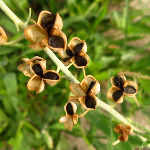 Dipcadi glaucum (Wild onion) — photo