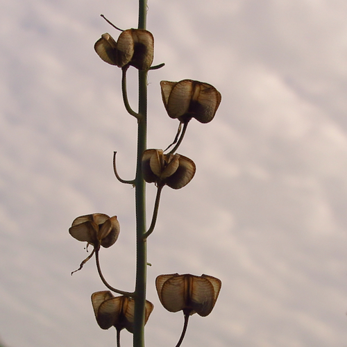 Dipcadi glaucum (Wild onion) — photo