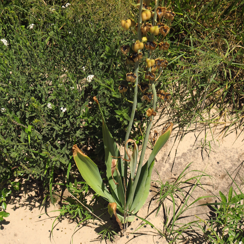 Dipcadi glaucum