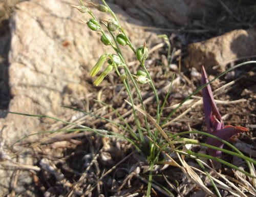 Dipcadi gracillimum — photo
