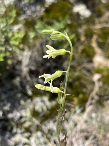Dipcadi gracillimum
