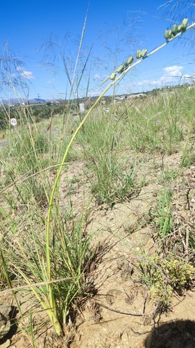 Dipcadi longifolium — photo