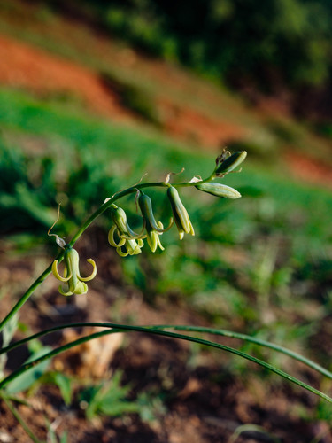 Dipcadi longifolium