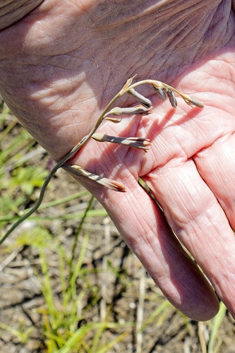 Dipcadi marlothii — photo