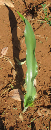Dipcadi platyphyllum — photo