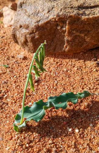 Dipcadi platyphyllum