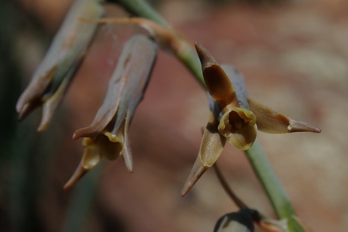 Dipcadi rigidifolium
