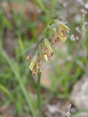 Dipcadi serotinum (Dipcadi) — photo