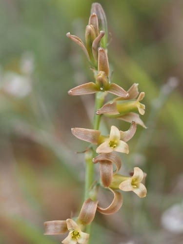 Dipcadi serotinum