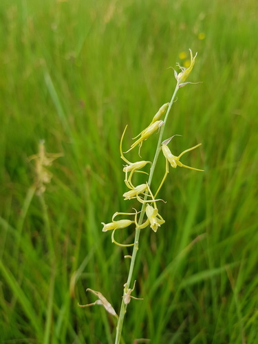 Dipcadi viride (Green Dipcadi) — photo