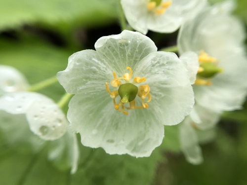 Diphylleia grayi — photo