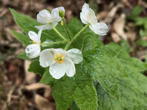 Diphylleia grayi — photo